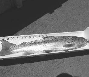 A 42cm rainbow trout caught by Nola Hole of Lavington in last year’s Dartmouth Womens Fishing Classic. This all ladies competition is on again in November, 2008.